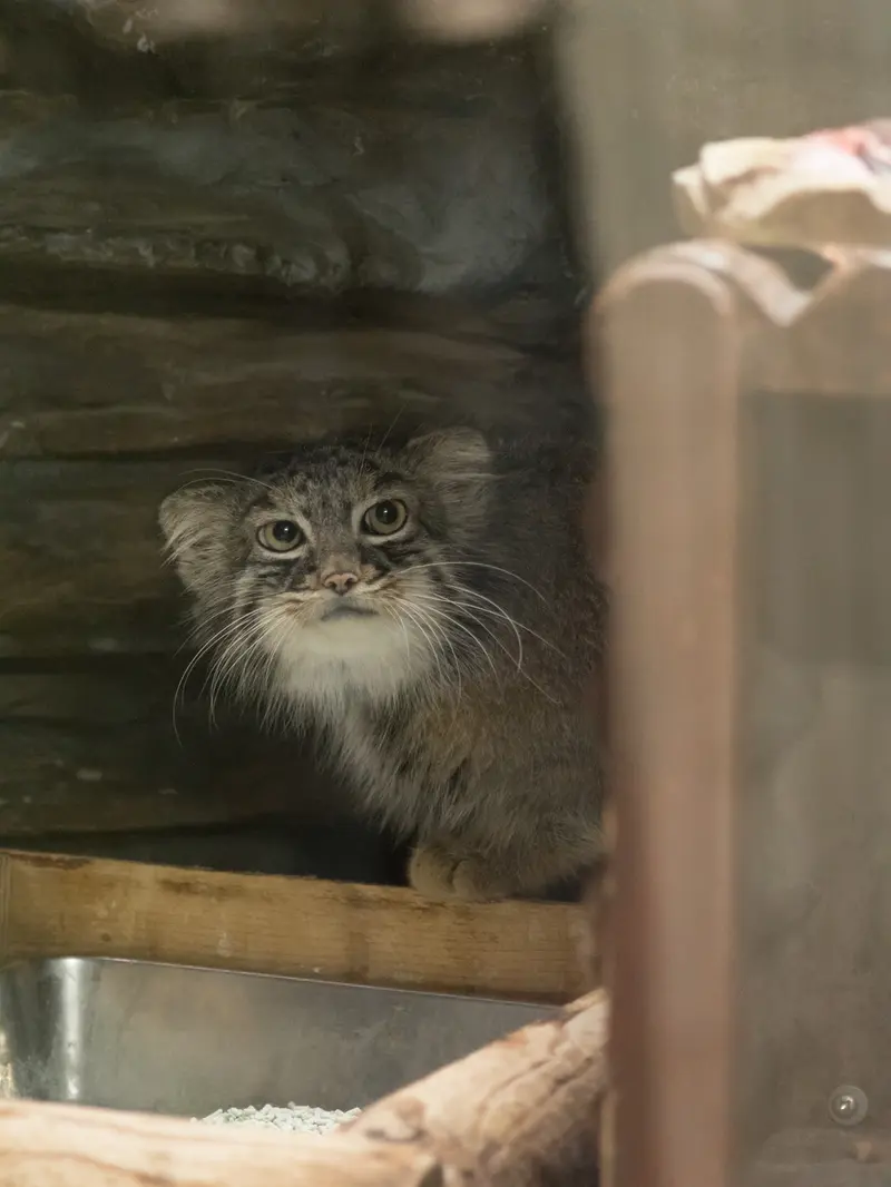 恩賜上野動物園のサフランの写真