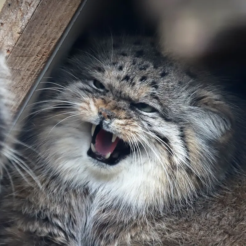 リール動物園のマヌルネコのポンポネット