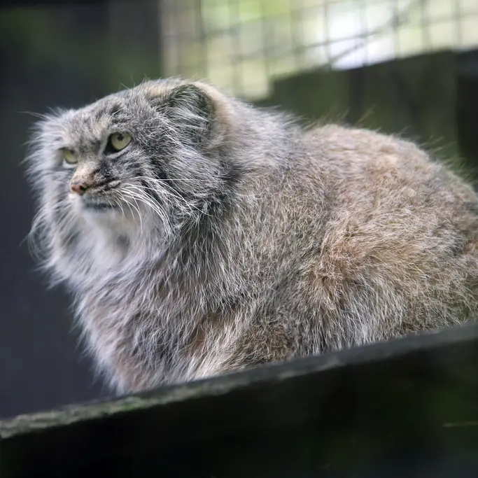 コシツェ動物園のアイセンの写真