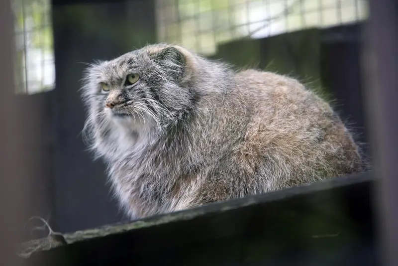 コシツェ動物園のアイセンの写真