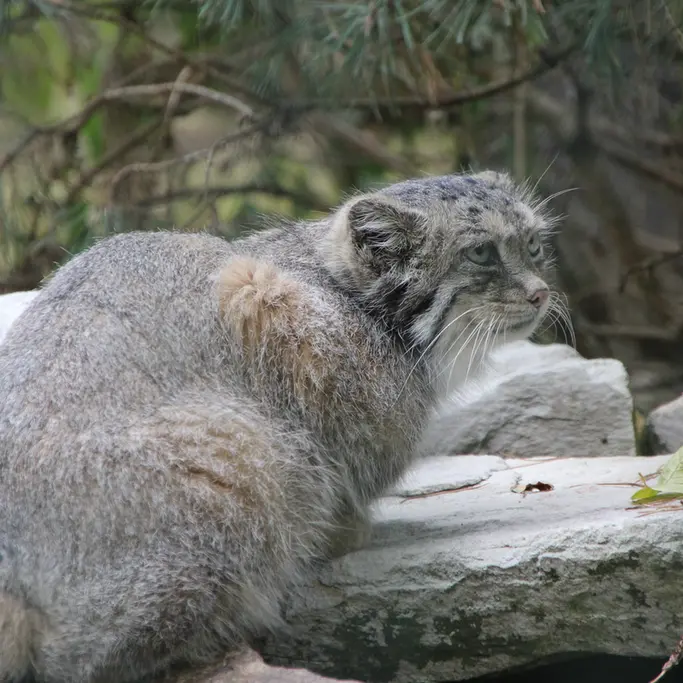 オペル動物園のフェイの写真