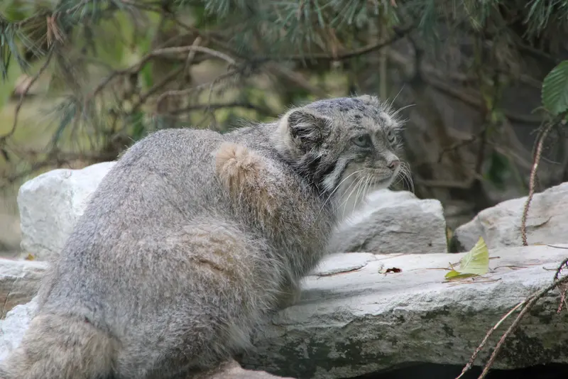 オペル動物園のフェイの写真
