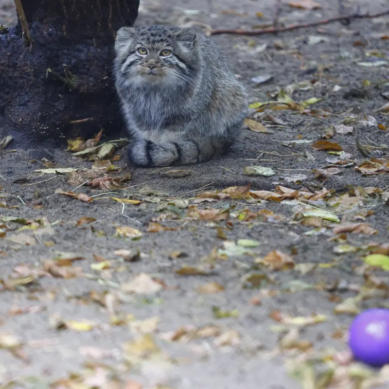 ノヴォシビルスク動物園のイヴの子（2026年生まれ）Ⅰの写真