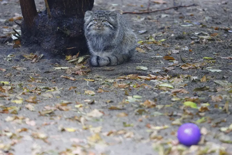 ノヴォシビルスク動物園のイヴの子（2026年生まれ）Ⅰの写真