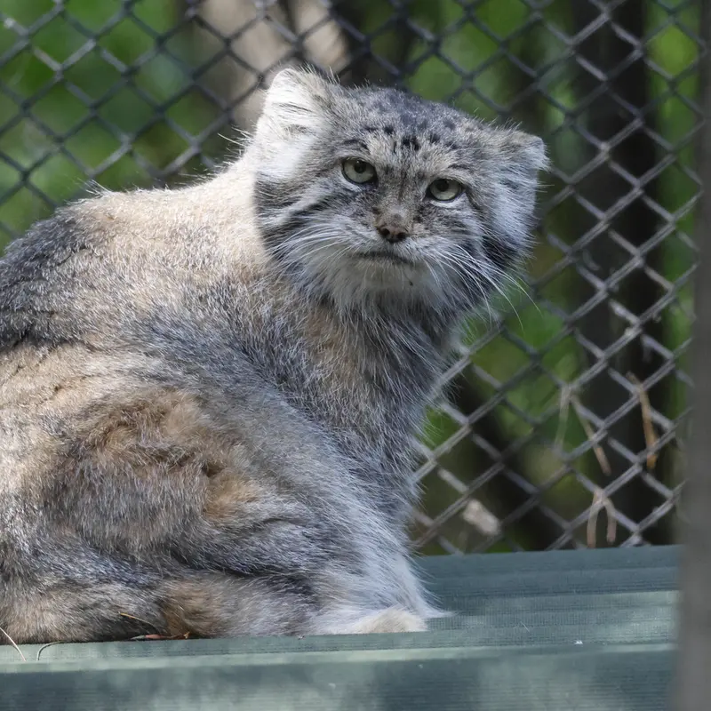 ノヴォシビルスク動物園のラストチカの写真