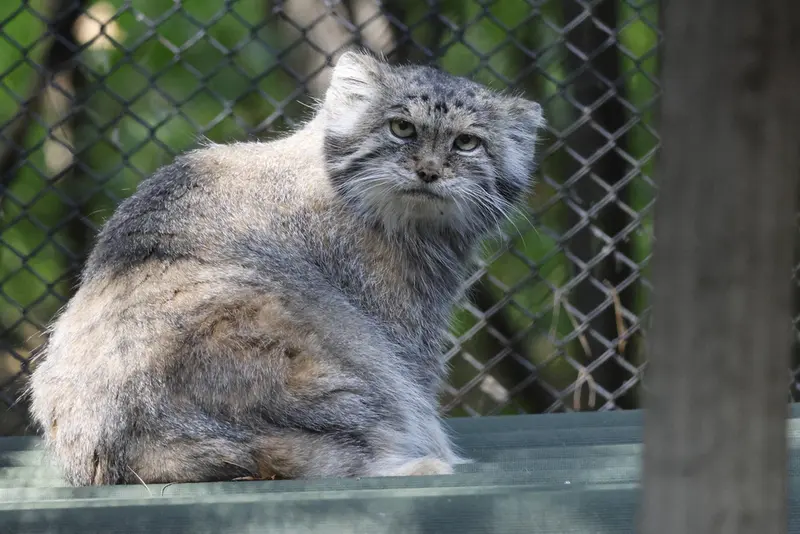 ノヴォシビルスク動物園のラストチカの写真
