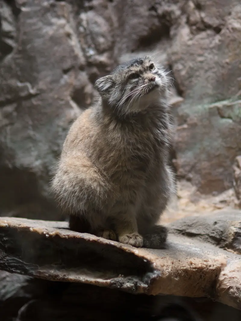 恩賜上野動物園のプリームラの写真