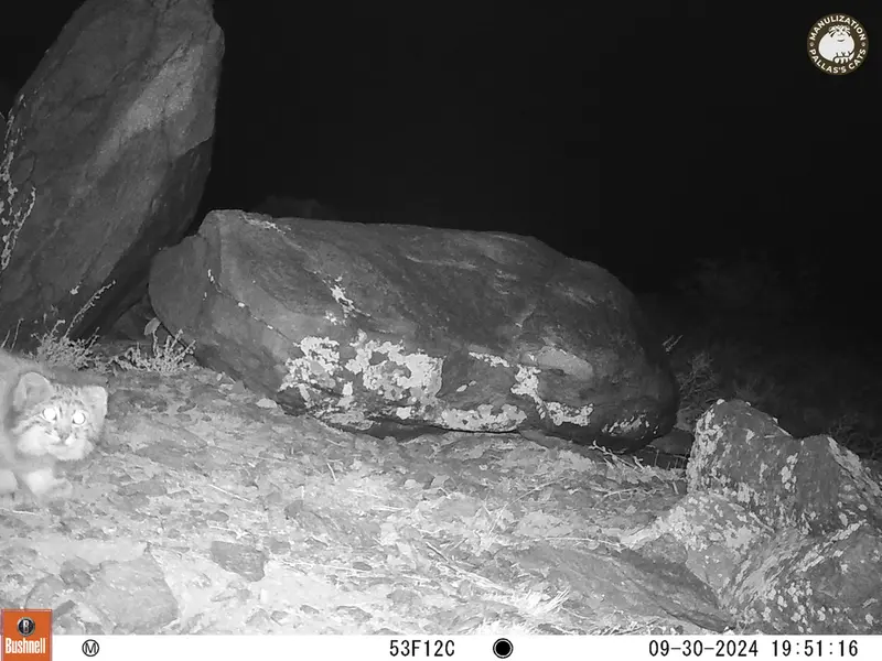コシュカルカメラトラップで撮影したOtocolobus manul manulの写真