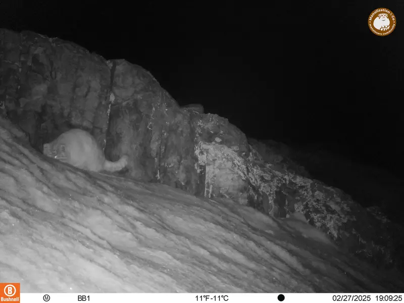 アクタス＝クンコラ［新］カメラトラップで撮影したOtocolobus manul manulの写真