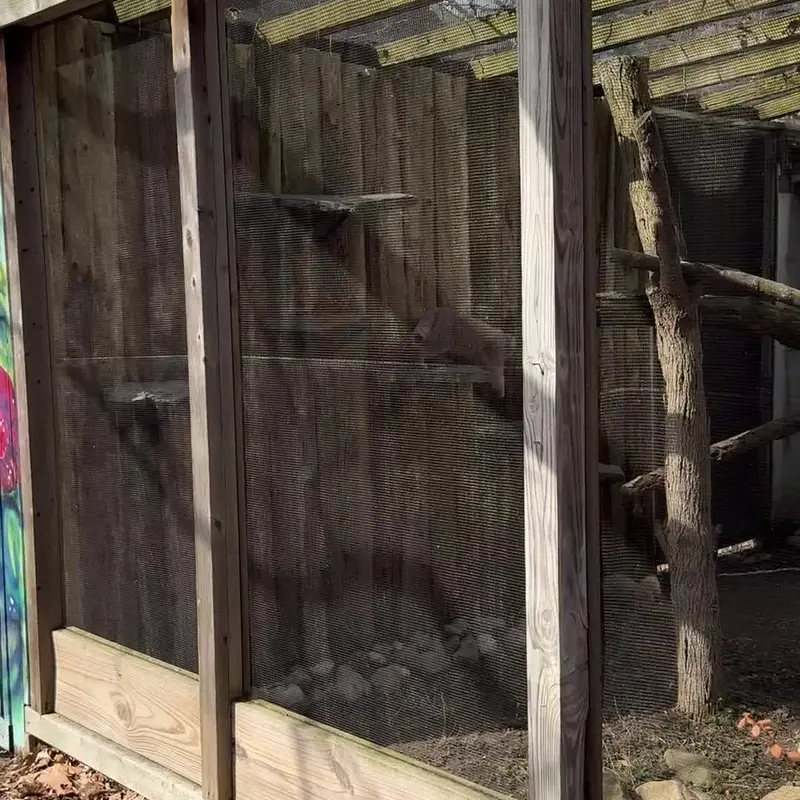 ポッター・パーク動物園のマヌルネコの写真