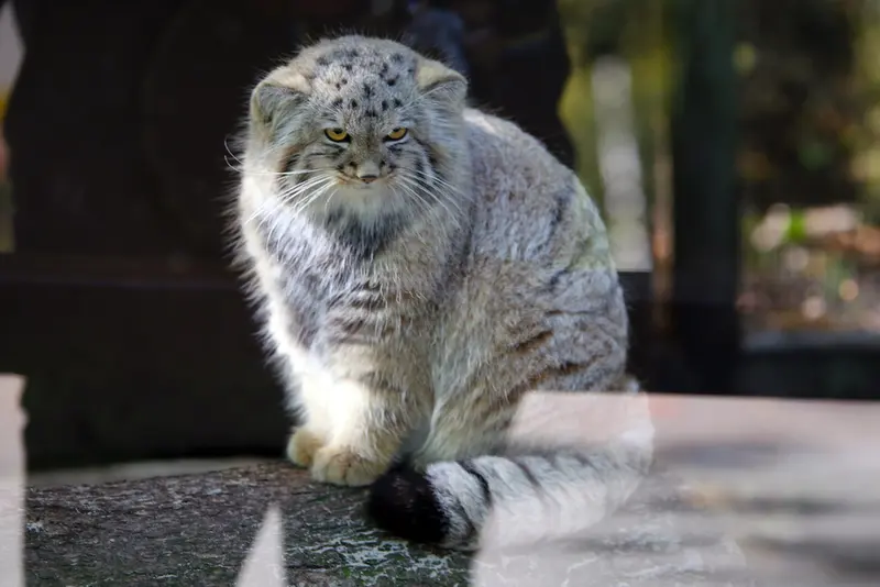 コシツェ動物園のアラニの子（2026年生まれ）Ⅱの写真
