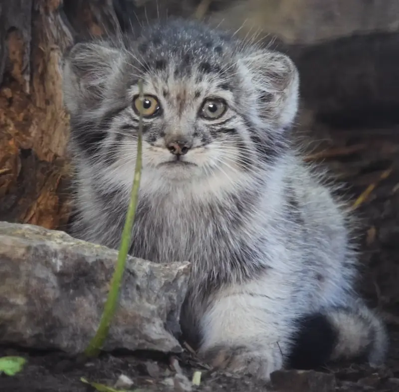 ブダペスト動物園&植物園のボリス Ⅱの写真