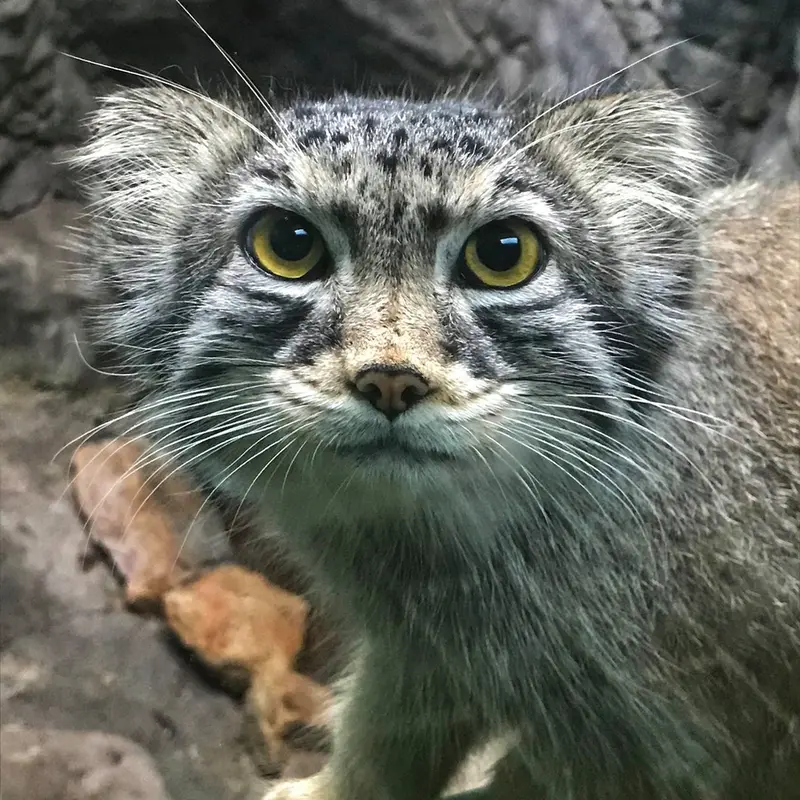 バーミングハム動物園のペルセウスの写真