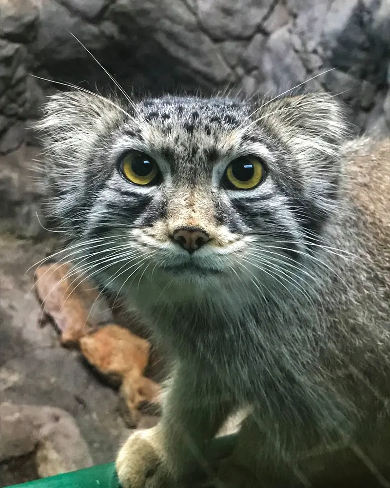 バーミングハム動物園のペルセウスの写真