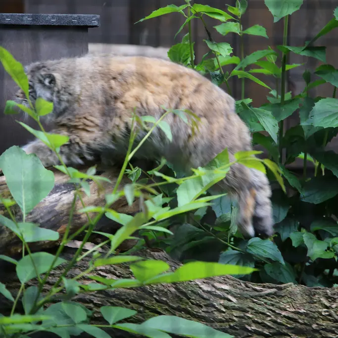 ワルシャワ動物園のジェシーの写真