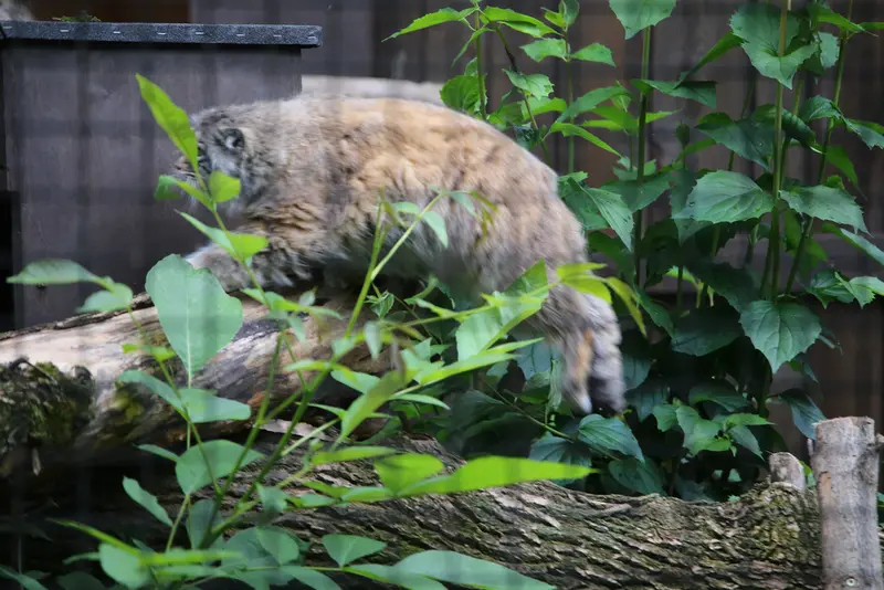 ワルシャワ動物園のジェシーの写真