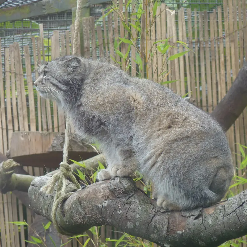 エディンバラ動物園のアキコの写真