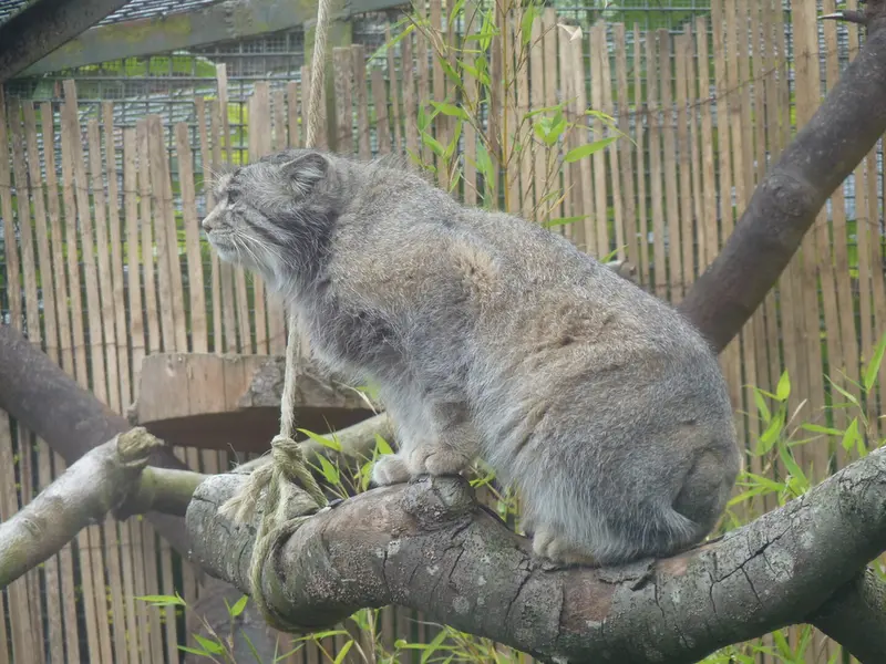 エディンバラ動物園のアキコの写真