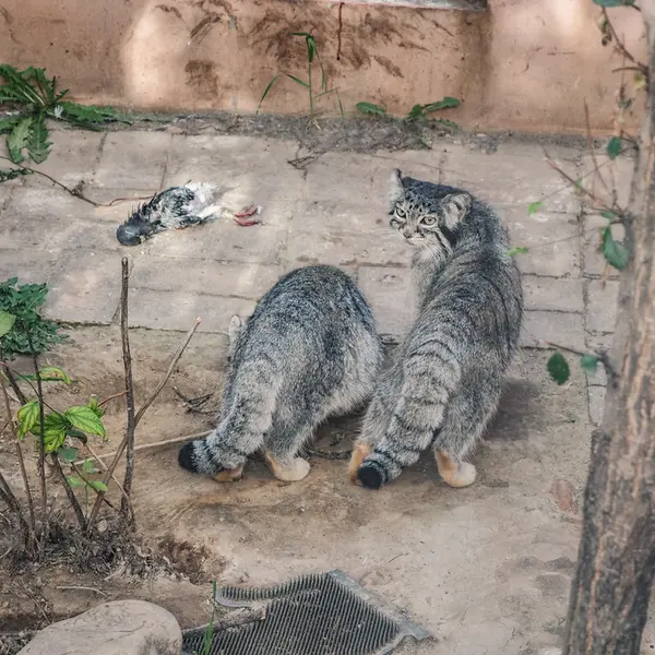 青海チベット高原野生動物園のスン・スーミャオとスン・シャオマンの写真