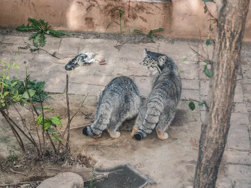 青海チベット高原野生動物園のスン・スーミャオとスン・シャオマンの写真