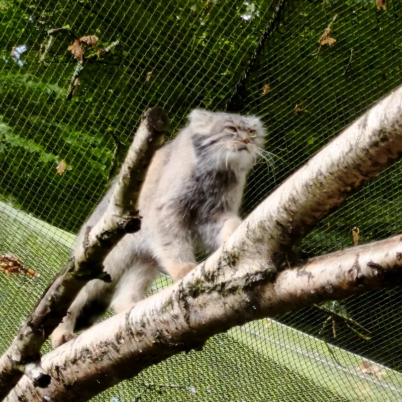トレゴムール動物園のイウォークの写真