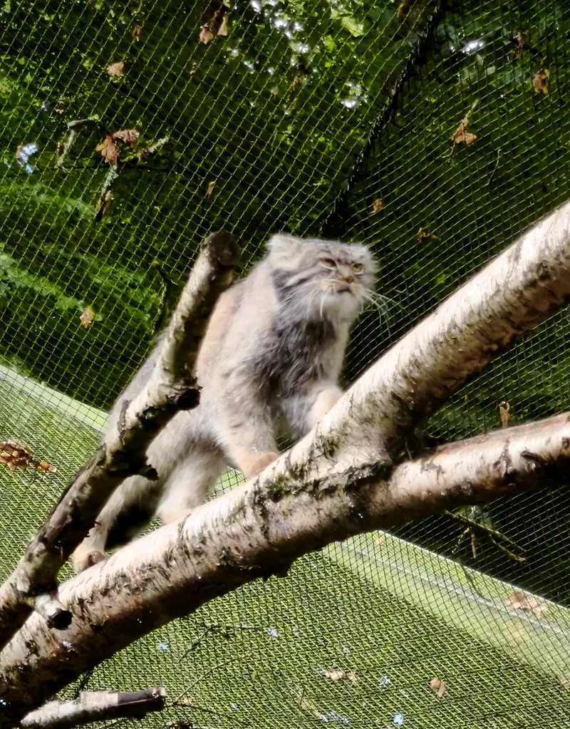 トレゴムール動物園のイウォークの写真