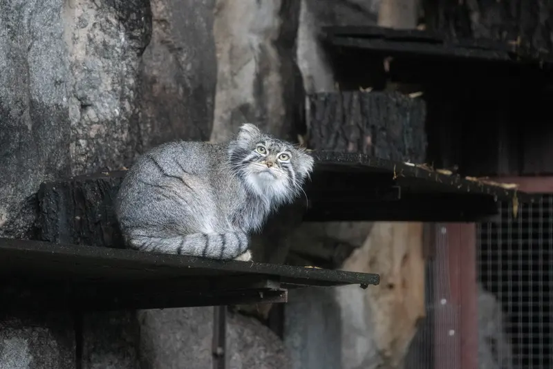 モスクワ動物園のティモフェイの写真