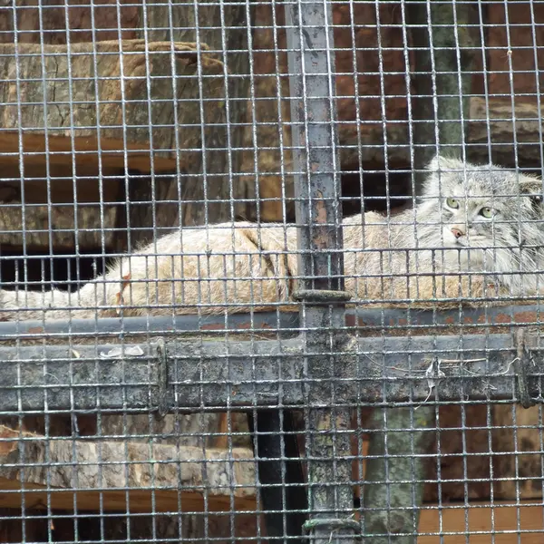 レニングラード動物園のシューの写真