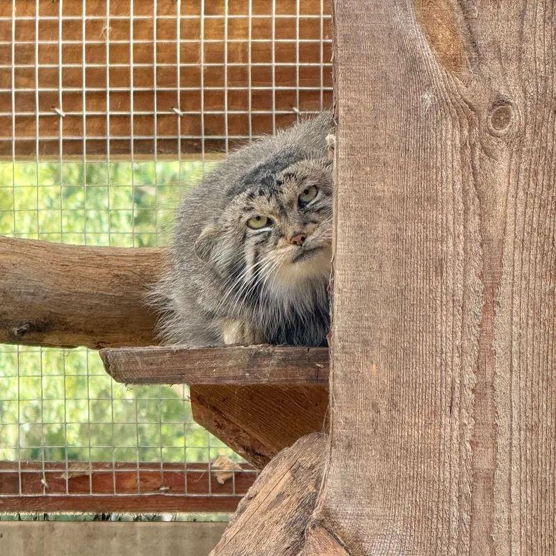 タリン動物園のアルタニの写真