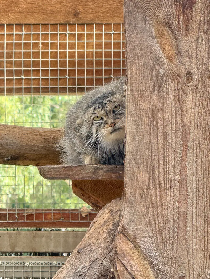 タリン動物園のアルタニの写真