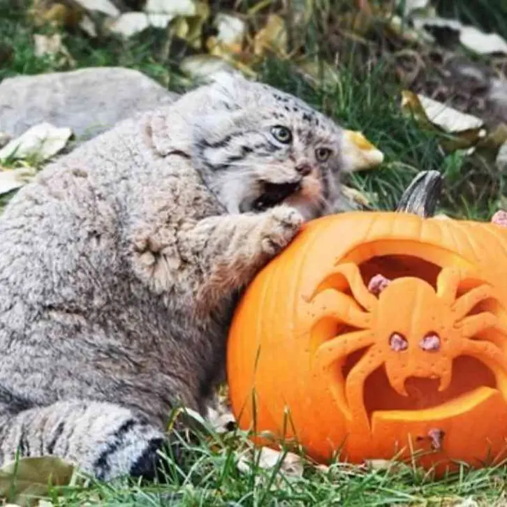 カルガリー動物園 / ワイルダー研究所のイゴールの写真