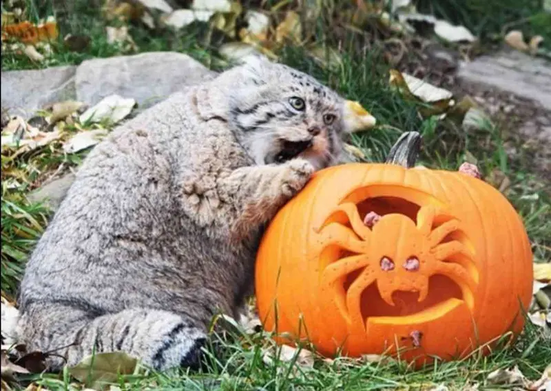 カルガリー動物園 / ワイルダー研究所のイゴールの写真