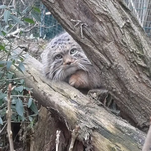 デッサウ動物園のデルスの写真