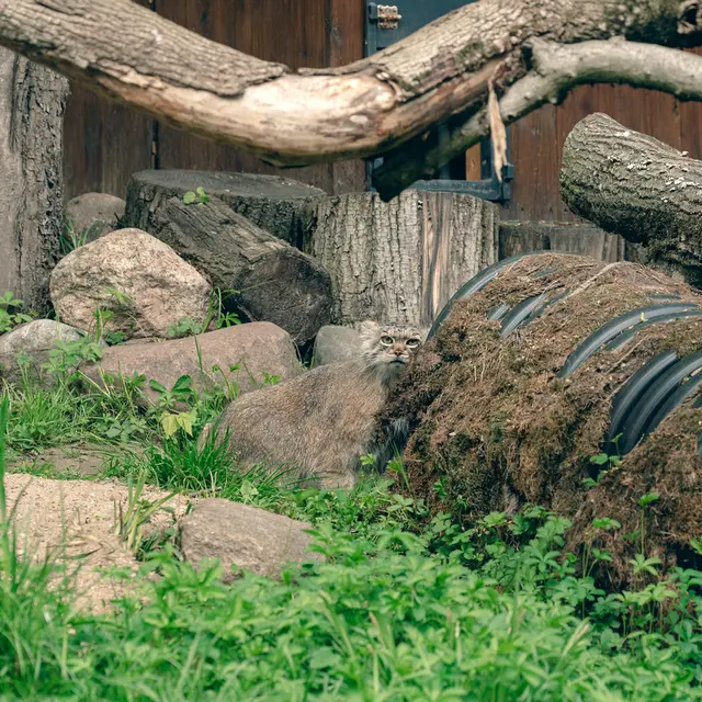 リトアニア動物園のメリッサの写真