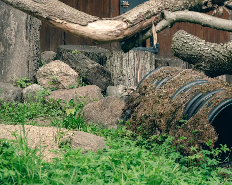 リトアニア動物園のメリッサの写真