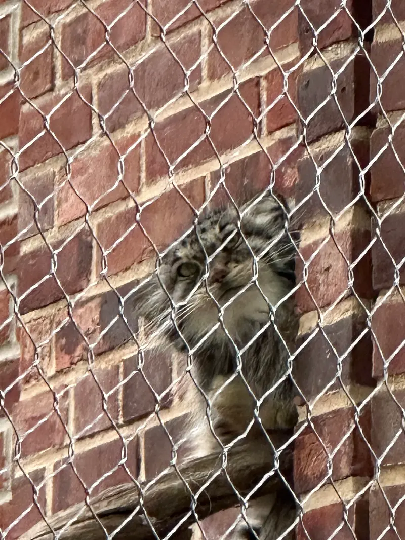 プロスペクト・パーク動物園のマヌルネコの写真