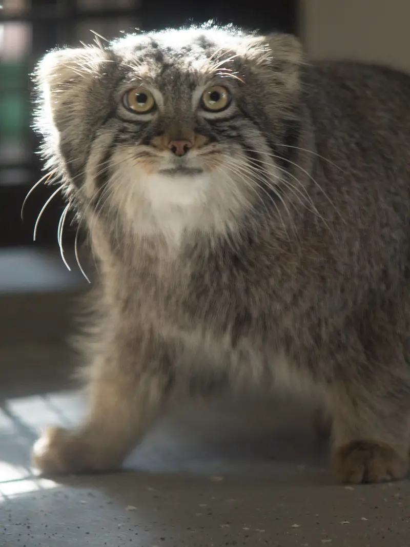 野毛山動物園のフィーガの写真