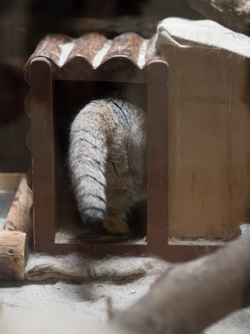 恩賜上野動物園のプリームラの写真