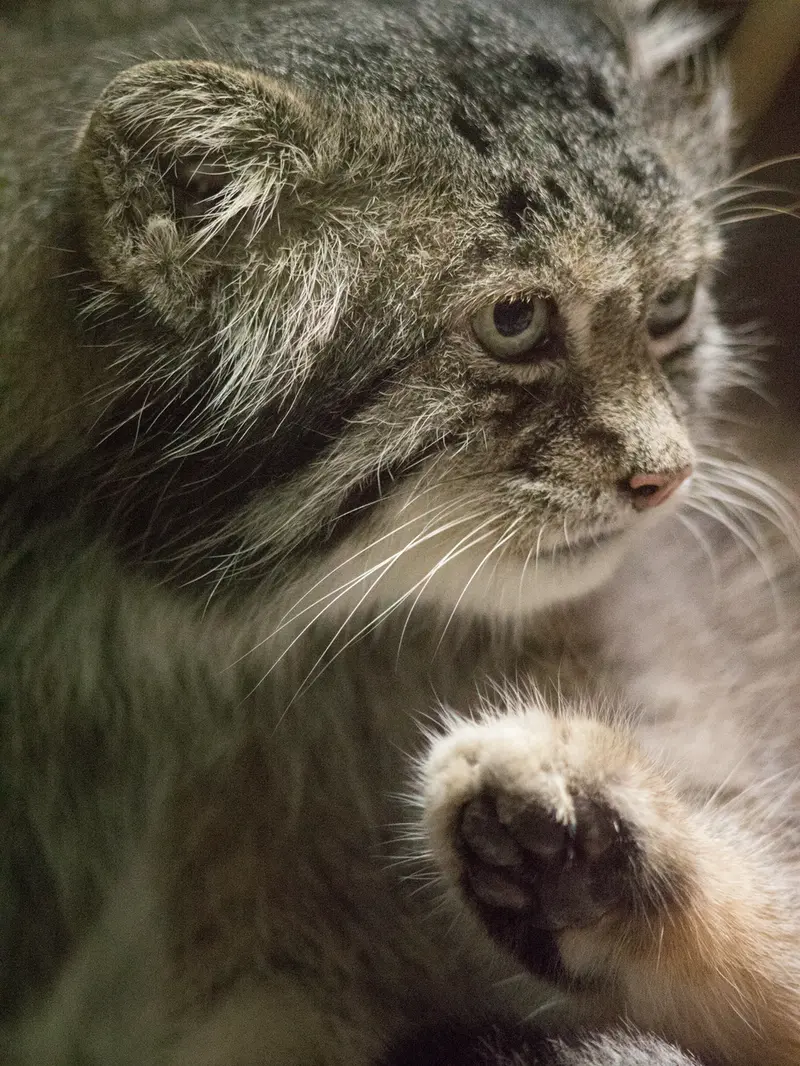 恩賜上野動物園のクリョンの写真