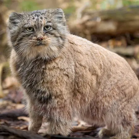 イフラヴァ動物園のルガシャの写真