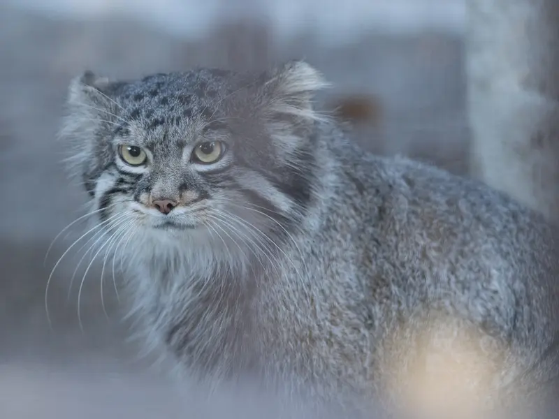 野毛山動物園のフィーガの写真