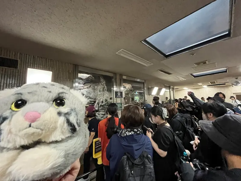 マヌルネコの写真