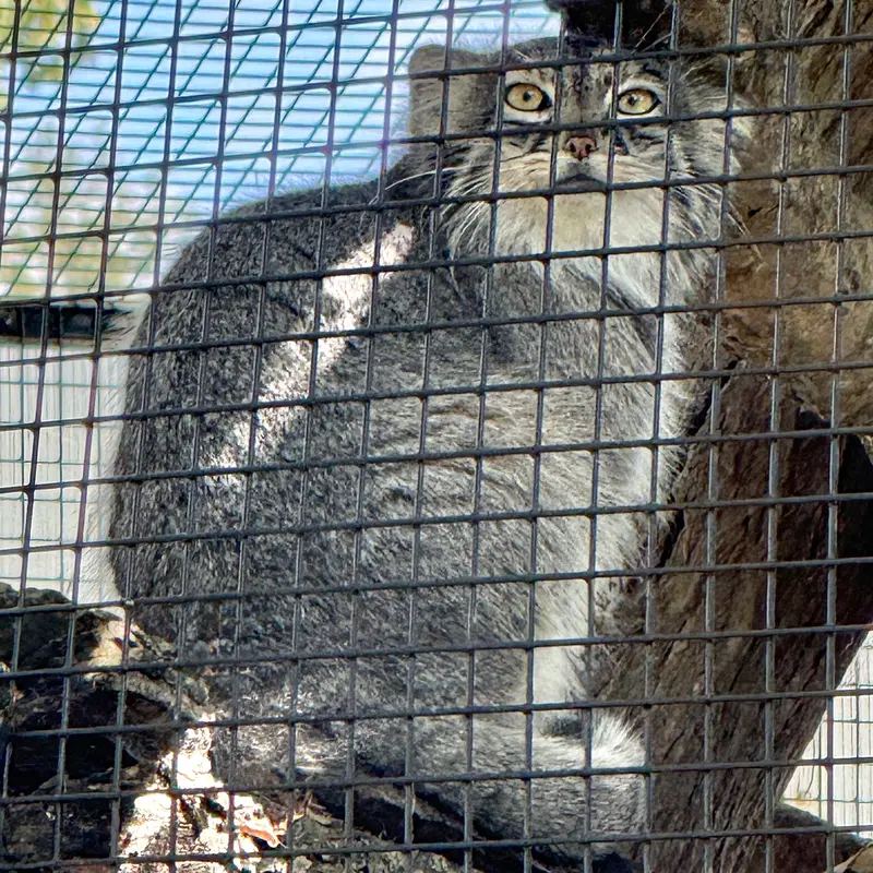 ニアイビ動物園のイーヴィーの写真