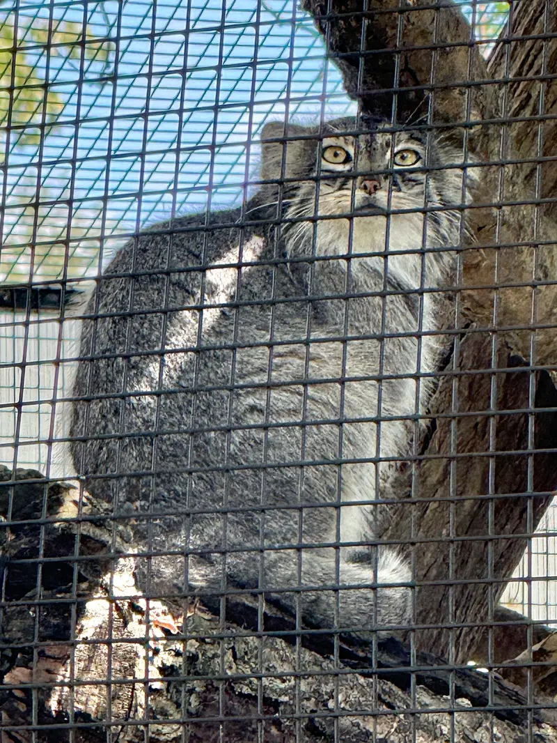 ニアビ動物園のイーヴィーの写真