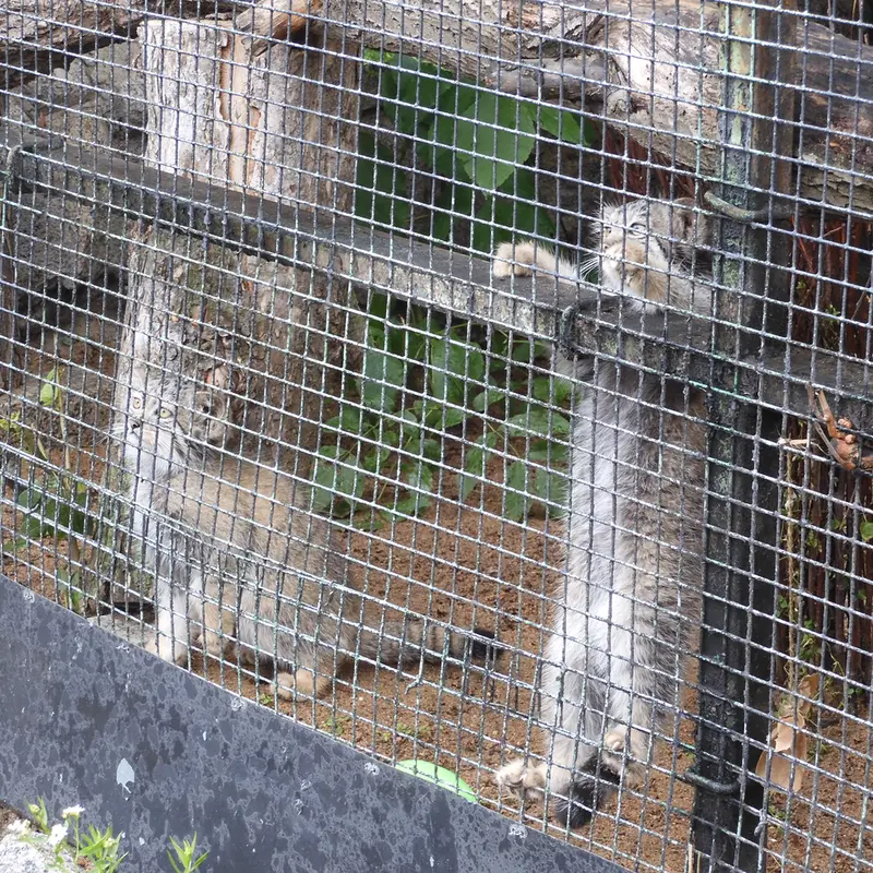 マヌルネコの写真