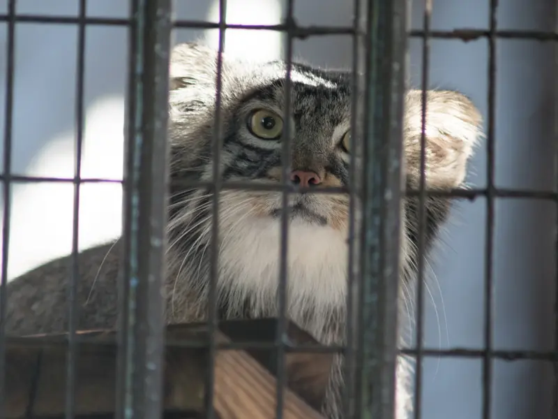 野毛山動物園のフィーガの写真