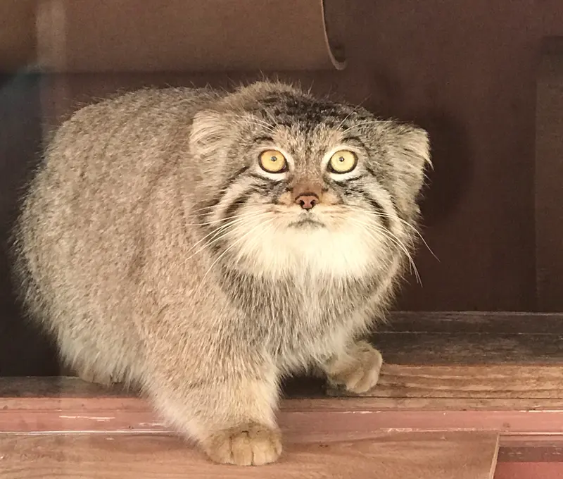 埼玉県こども動物自然公園のレフの写真