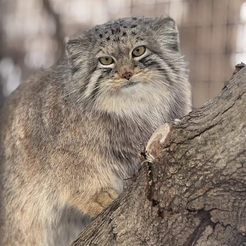 オグルベイ・グッド動物園のブリーの写真