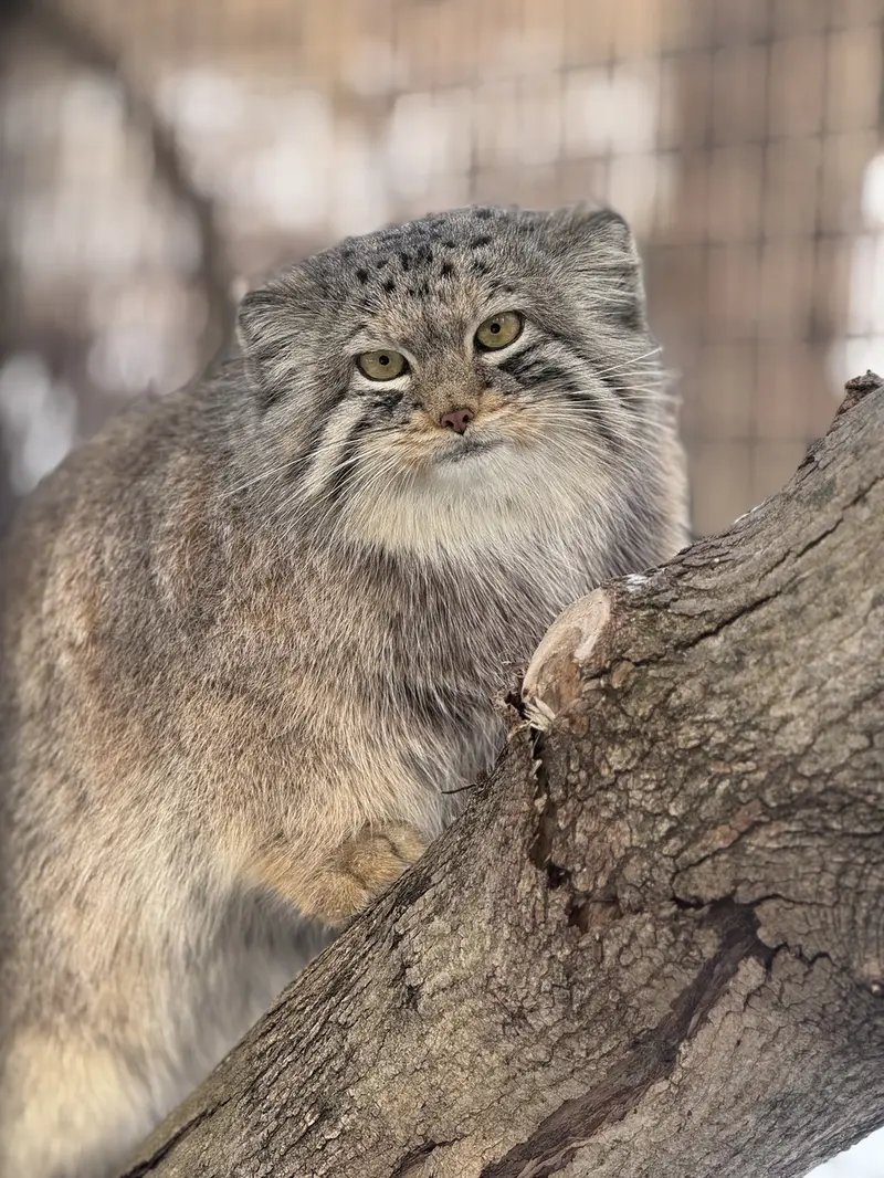 オグルベイ・グッド動物園のブリーの写真
