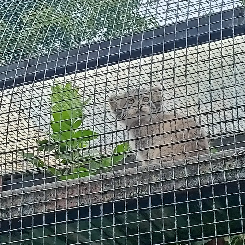 マヌルネコの写真